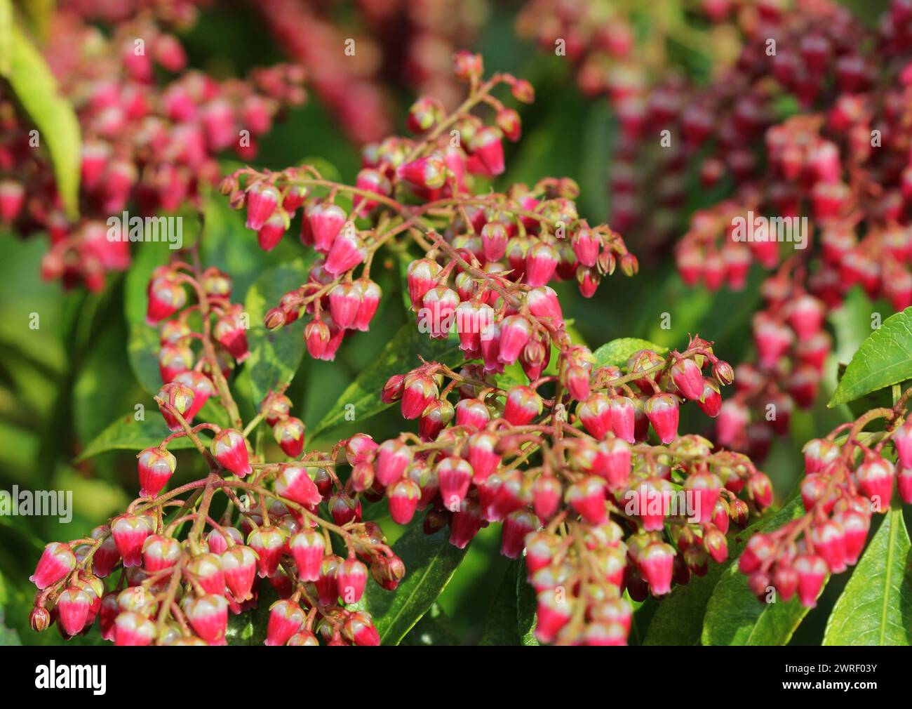 Pieris japonica 'Valley Valentine' flowering in Spring, UK Stock Photo