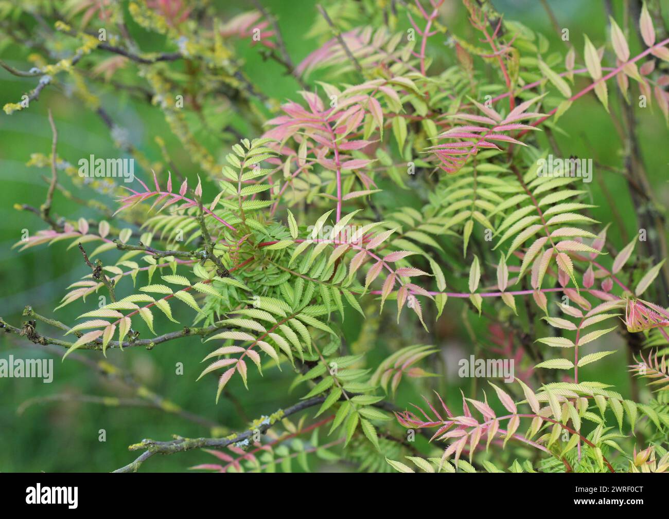 A close up of the foliage of Sorbaria sorbifolia 'Sem' in Spring, UK Stock Photo