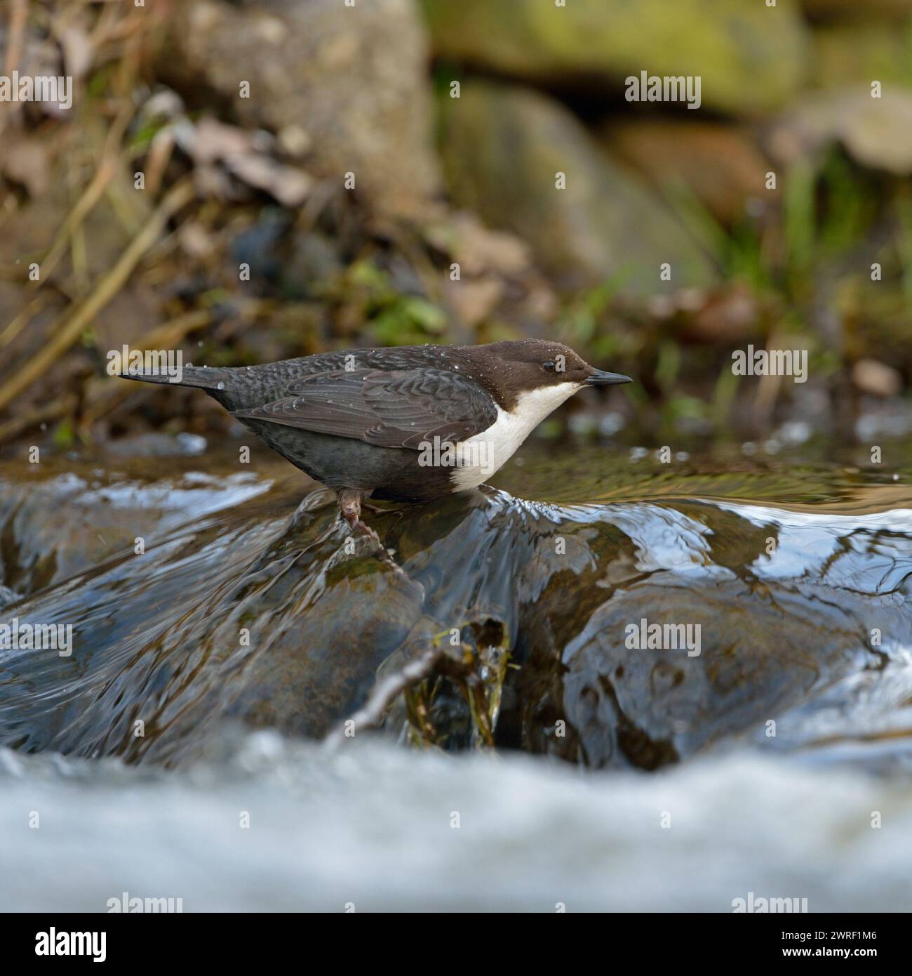White-throated Dipper ( Cinclus cinclus ) hunting, perched on a rock in fast flowing water of a creek, wildlife, Europe. Stock Photo
