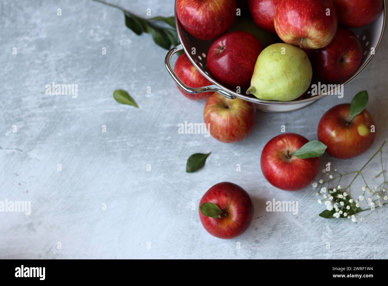 Shiny red apples in white colander. Close up photo of organic fruit on ...
