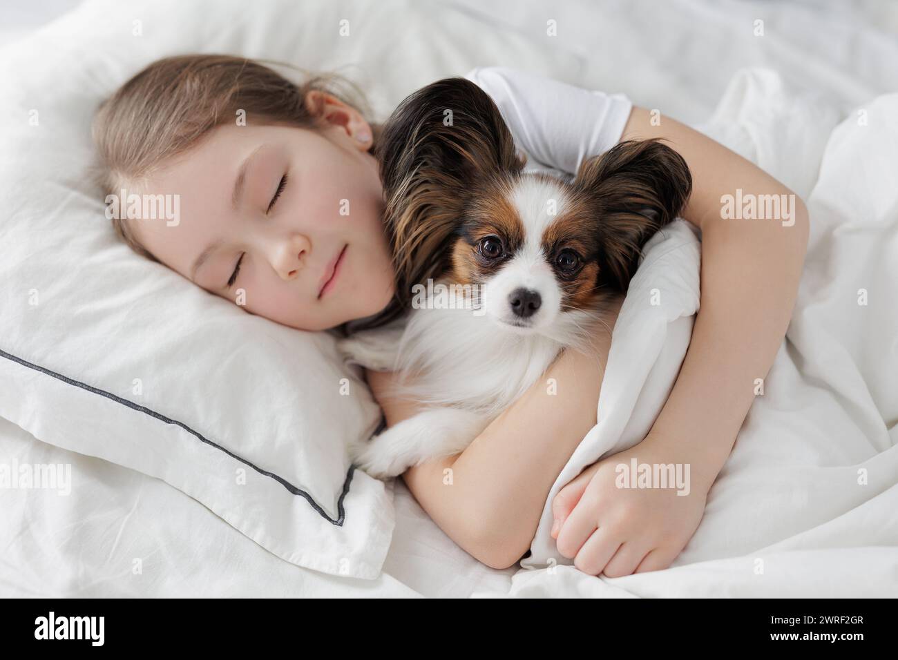 little girl sleeping in bed with her cute papillon dog under blanket ...