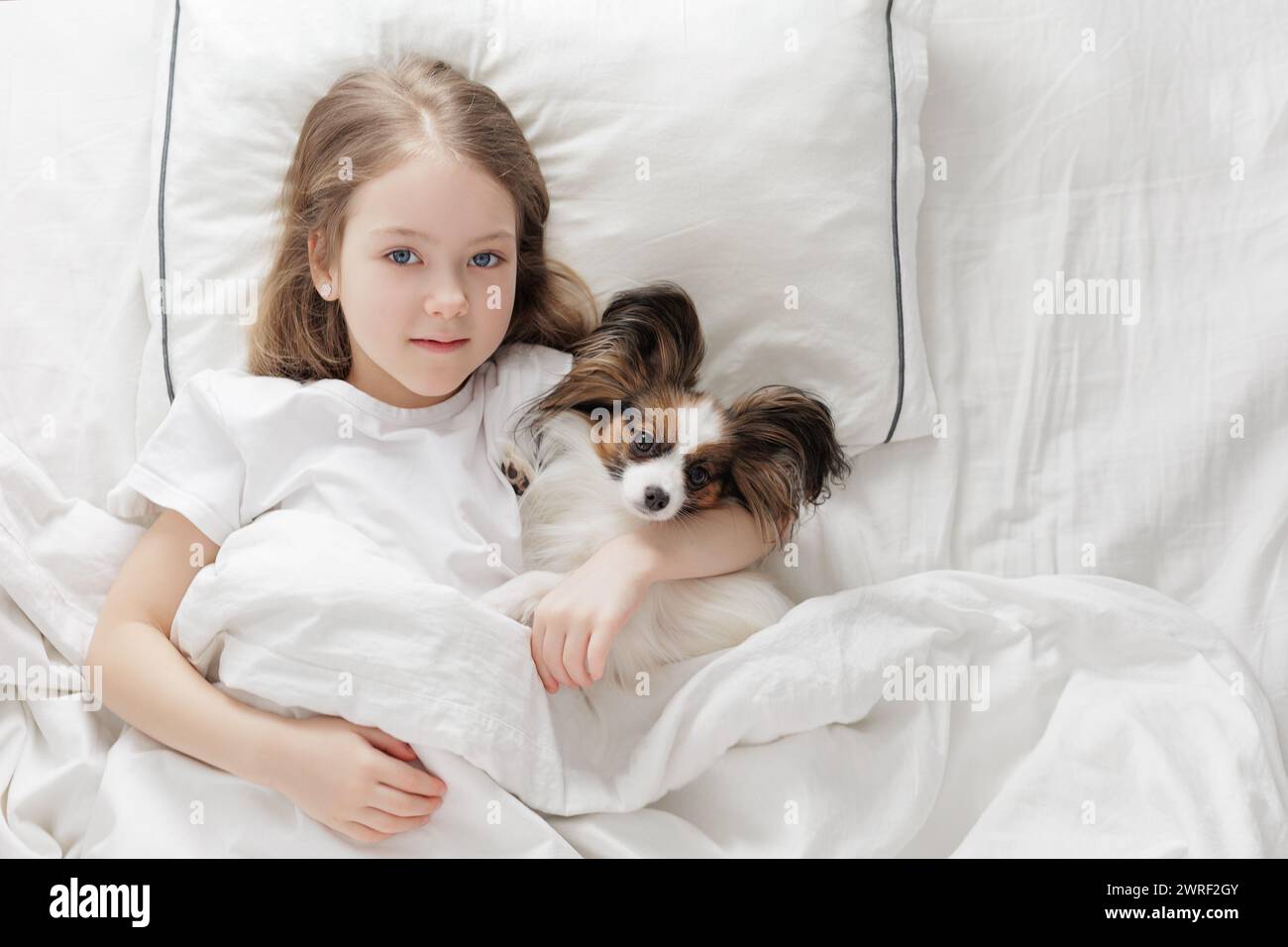 little girl lying in bed with her cute papillon dog under blanket, copy ...