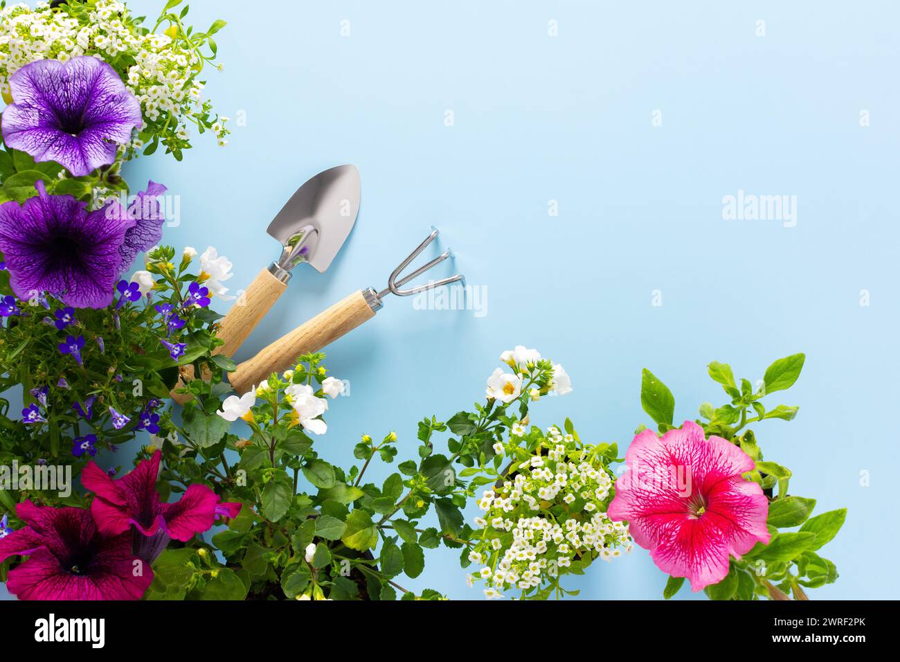 Spring decoration of a home balcony or terrace with flowers, Lobelia and Alyssum, Bacopa and Petunia on a blue background, home gardening and hobbies Stock Photo