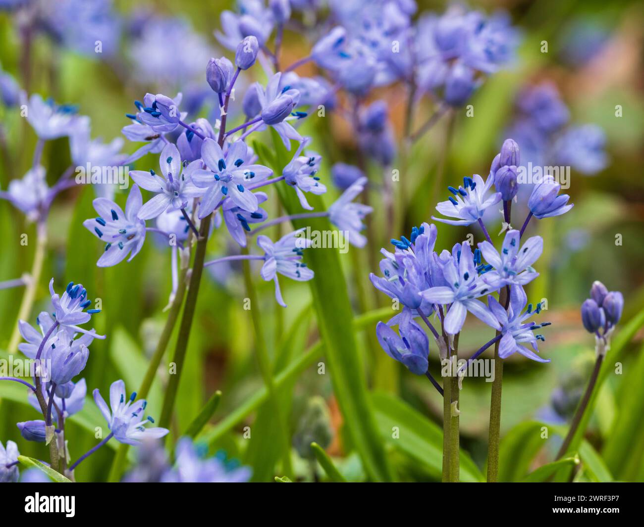 Pale violet blue flowers of the spring blooming Turkish squill squill, Scilla bithynica Stock Photo