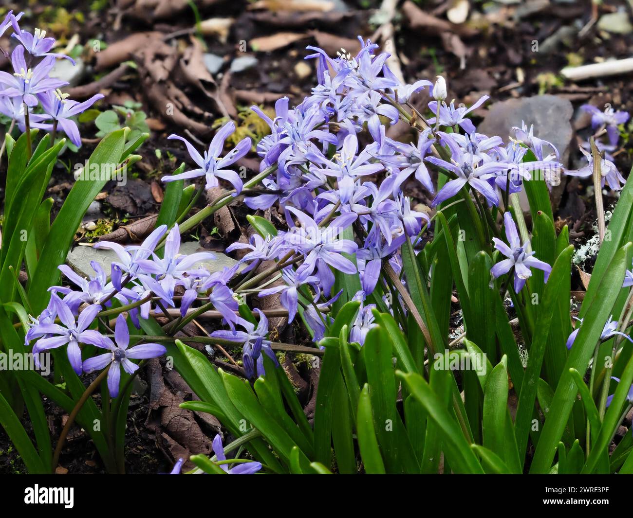 Pale violet blue flowers of the spring blooming alpine squill, Scilla bifolia Stock Photo