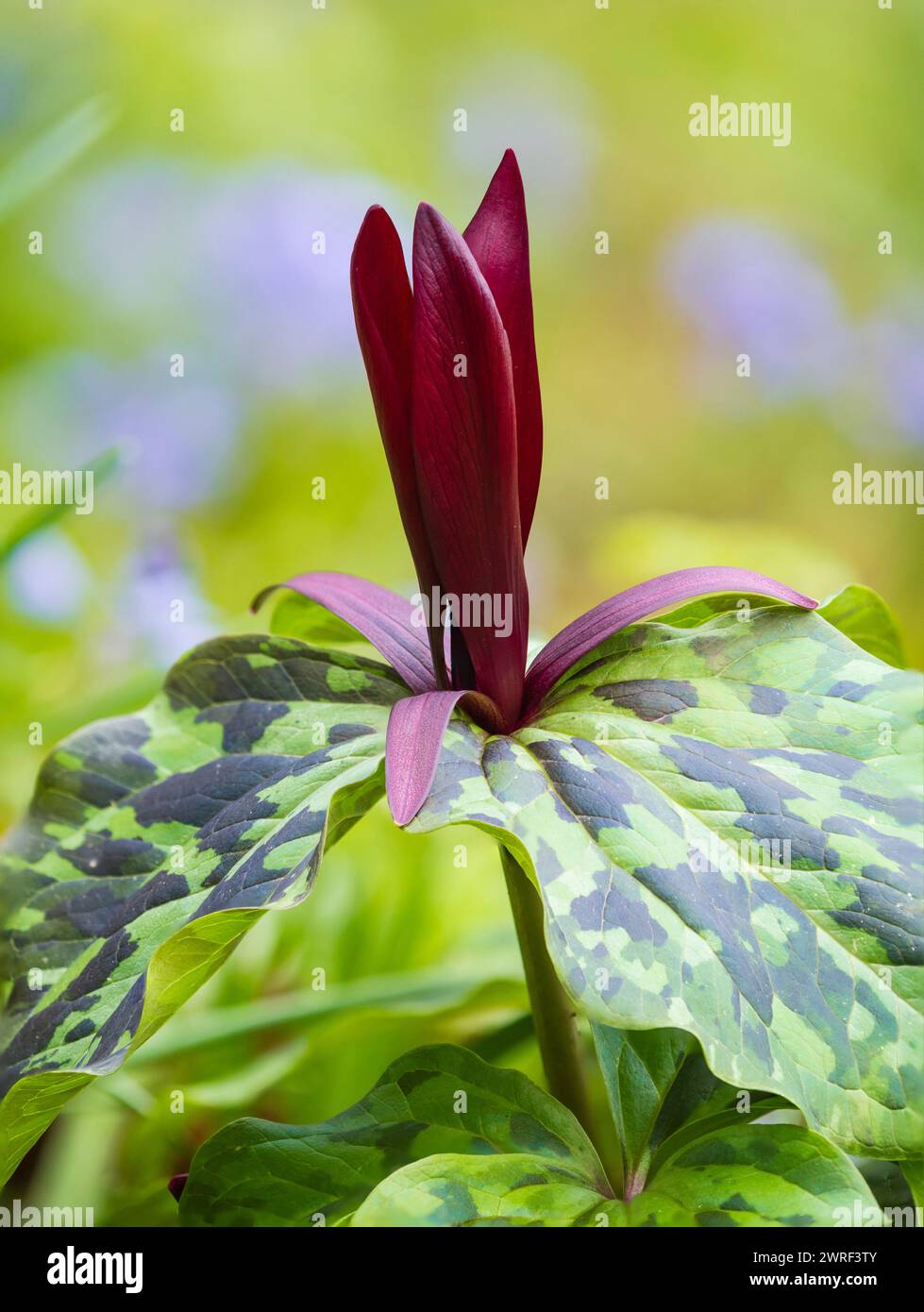 Red flower of the spring blooming hardy corm, Trillium chloropetalum 'Rubrum', stands above the mottled foliage Stock Photo