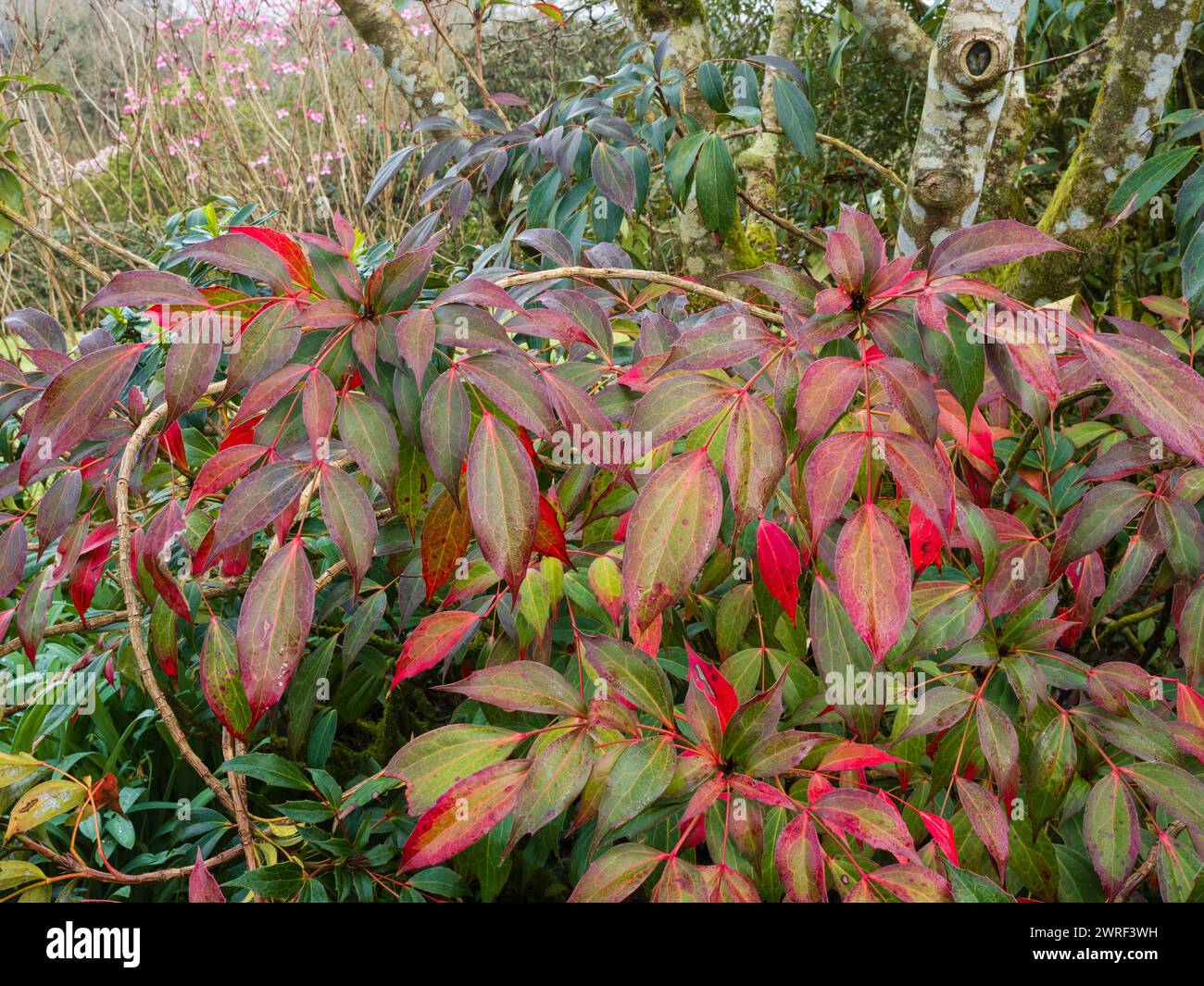 Late winter foliage colour on the leaflets of the hardy evergreen mounding shrub, Mahonia gracilipes Stock Photo