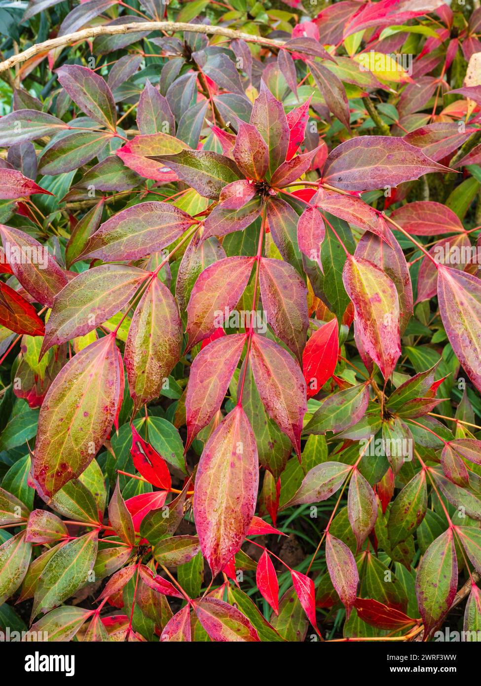 Late winter foliage colour on the leaflets of the hardy evergreen mounding shrub, Mahonia gracilipes Stock Photo