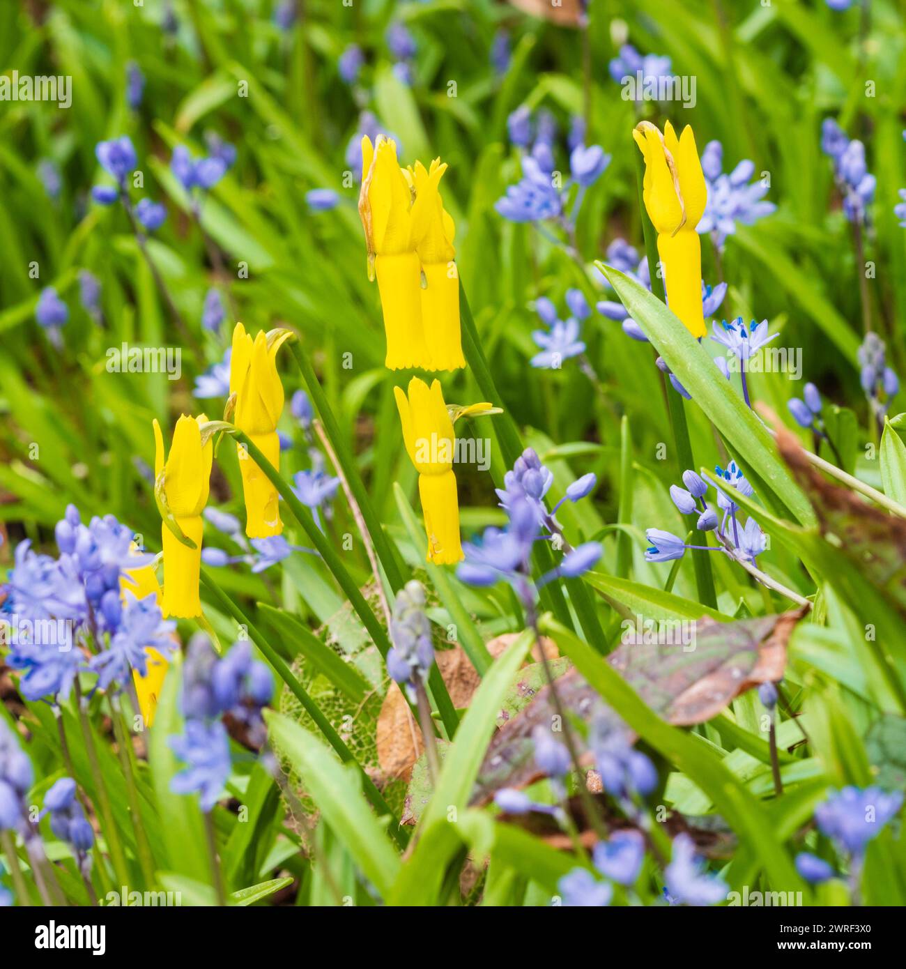 Heavily reflexed yellow flowers of the early apring bloming Narcissus cyclamineus among the blue of Scilla bithynica Stock Photo