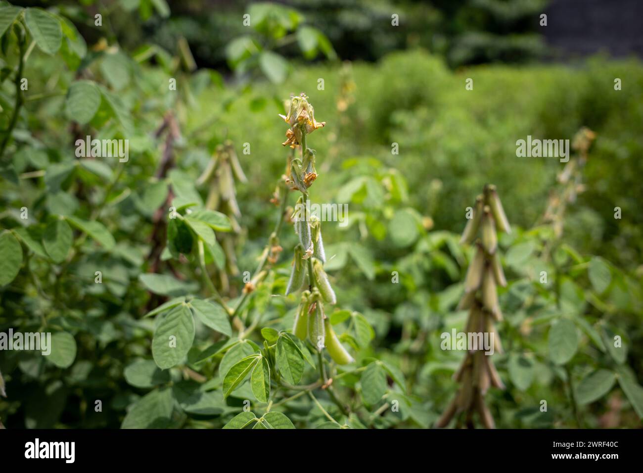 Orok-orok or Crotalaria longirostrata, the chipilin (Crotalaria pallida) seed and leaves. Stock Photo