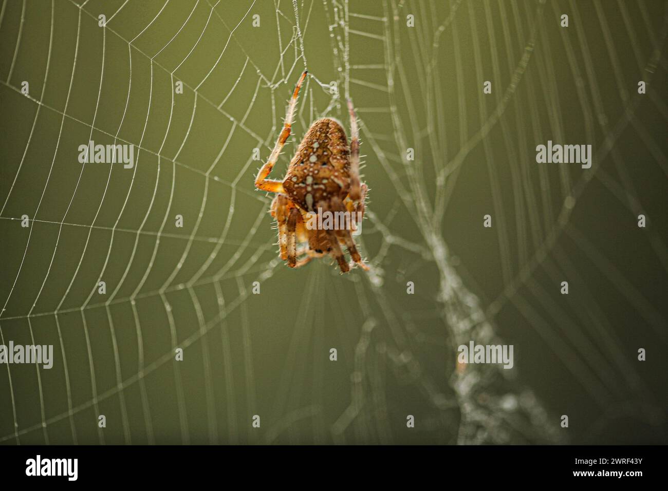 Garden spider Araneus diadematus in the middle of its web. A spider on ...