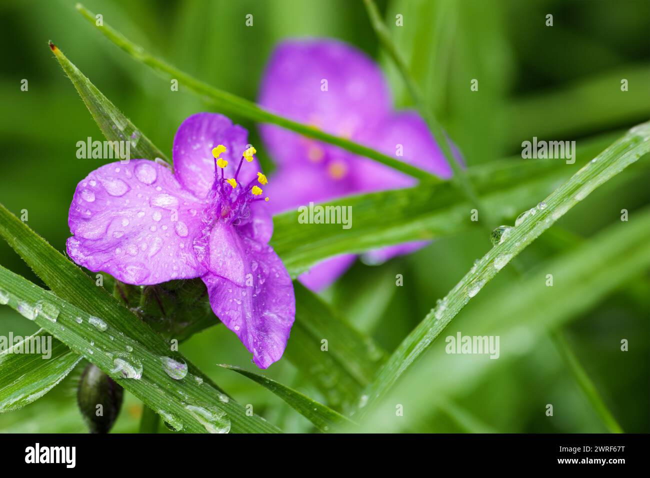 Violet spiderwort, Tradescantia virginiana close up. Blurred background. Stock Photo