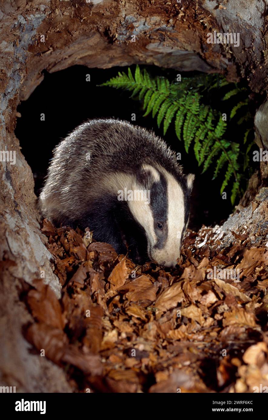 Badger (Meles meles) cub inside hollow log, Berwickshire, Scotland, June 1998 Stock Photo