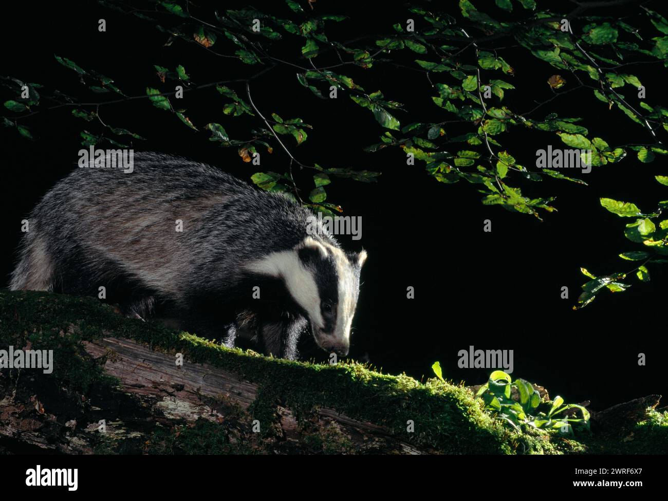 Badger (Meles meles) adult investigating log, Berwickshire, Scotland, July Stock Photo