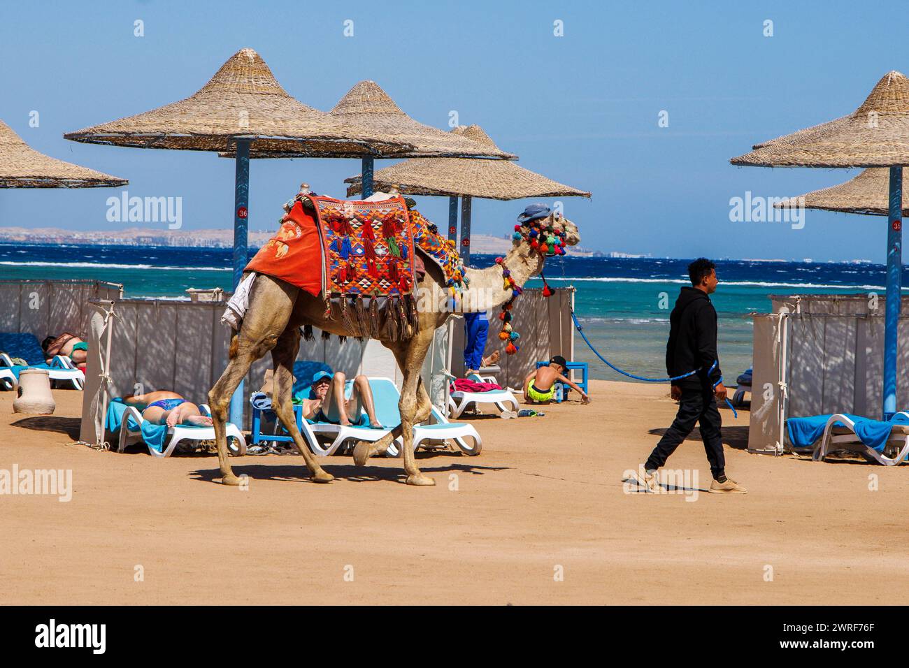 Camels in Egypt, also known as 'ships of the desert', offering tourist