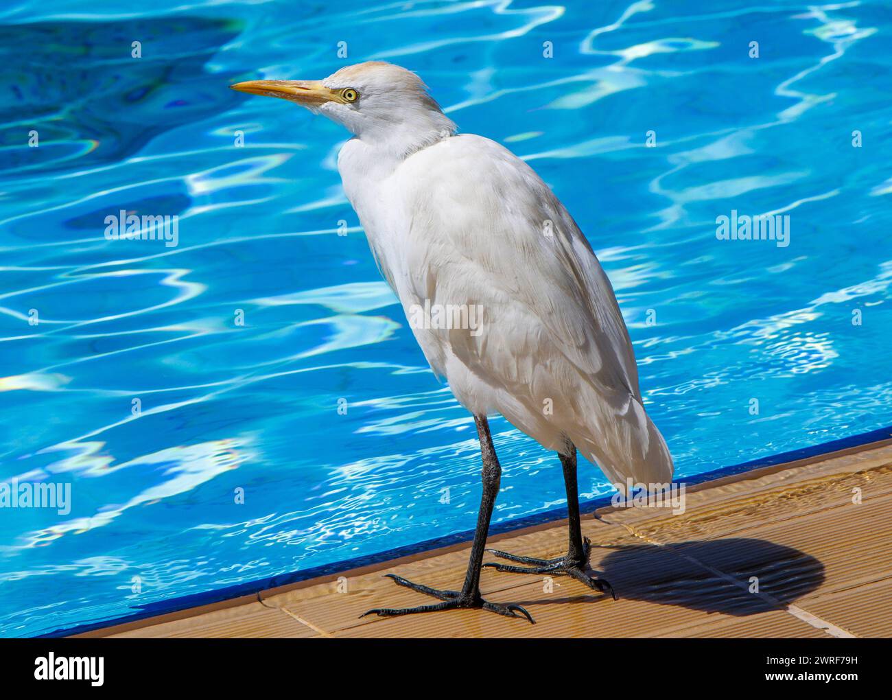 The cattle egret (Bubulcus), a genus of heron (family Ardeidae), stands by a swimming pool in Egypt. Stock Photo