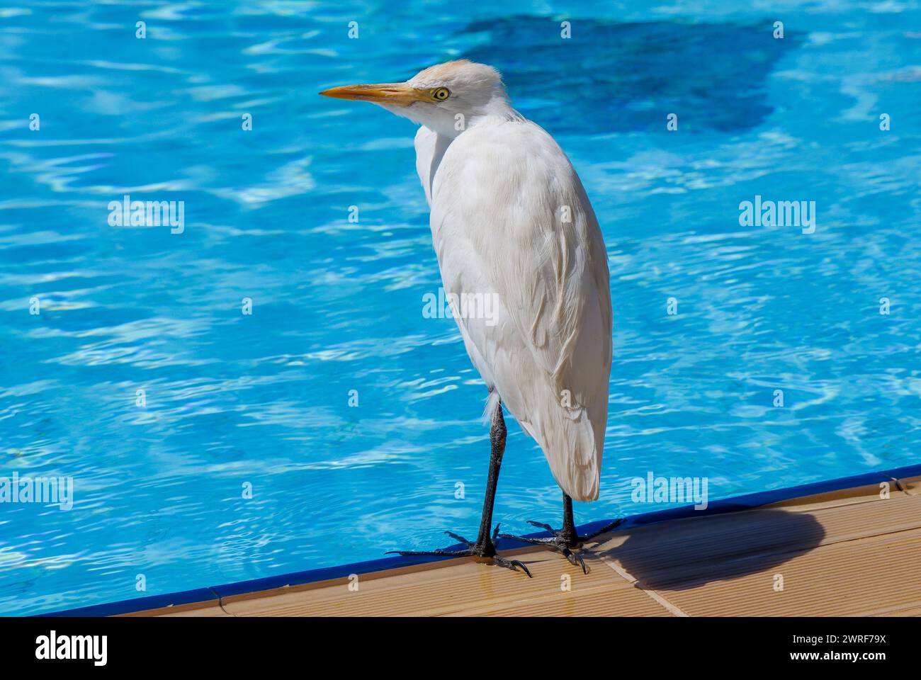 The cattle egret (Bubulcus), a genus of heron (family Ardeidae), stands by a swimming pool in Egypt. Stock Photo