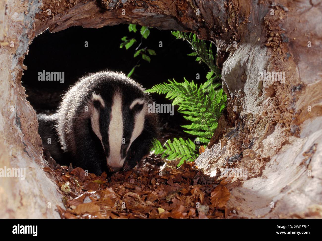 Badger (Meles meles) cub inside hollow log, Berwickshire, Scotland, June 1998 Stock Photo