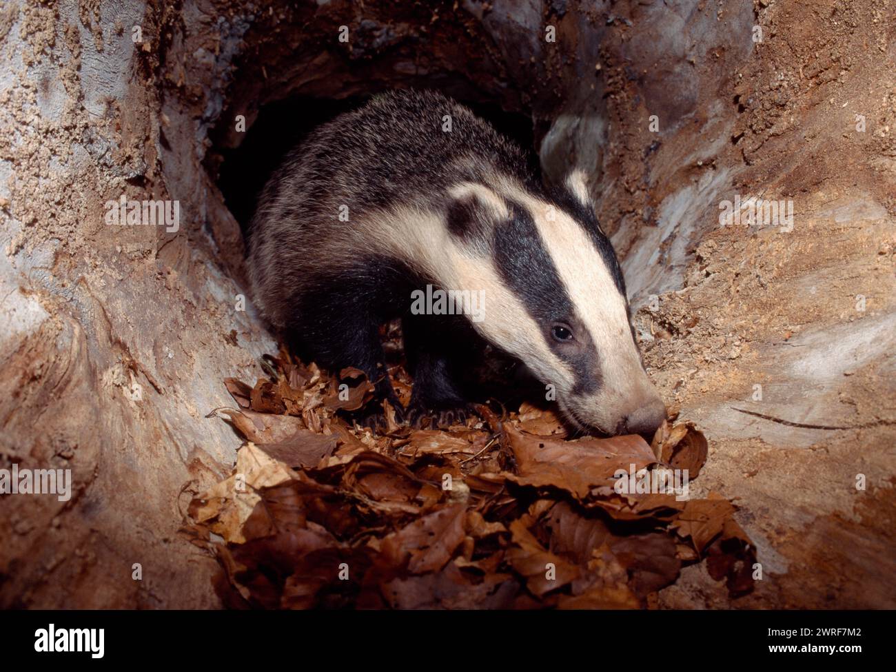 Badger (Meles meles) cub inside hollow log, Berwickshire, Scotland, June 1997 Stock Photo