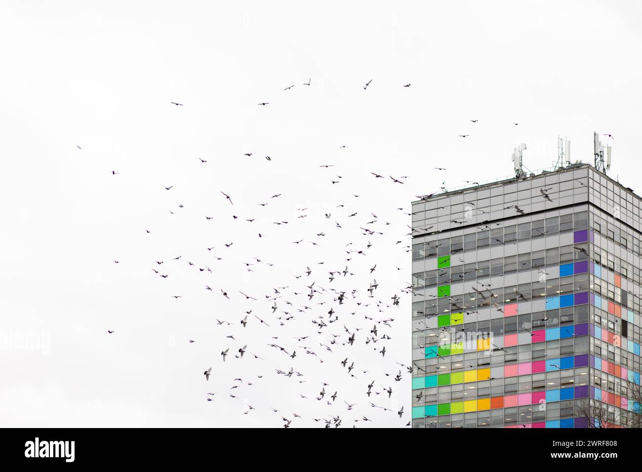 Pigeons flying in front of the London College of Communications Tower Building, Elephant and Castle, London Stock Photo