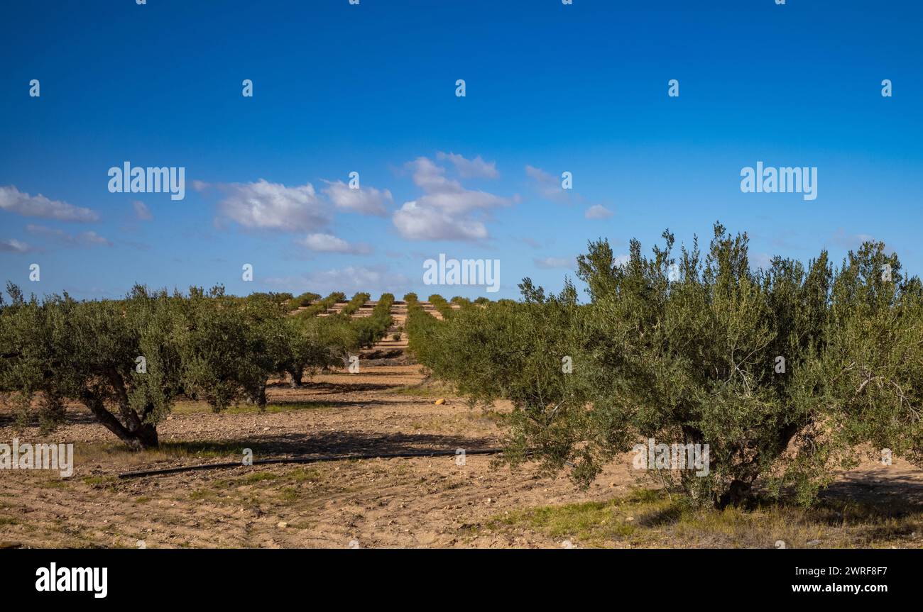 Mature olive trees growing in a carefully cultivated olive grove near Enfidha, Tunisia Stock Photo