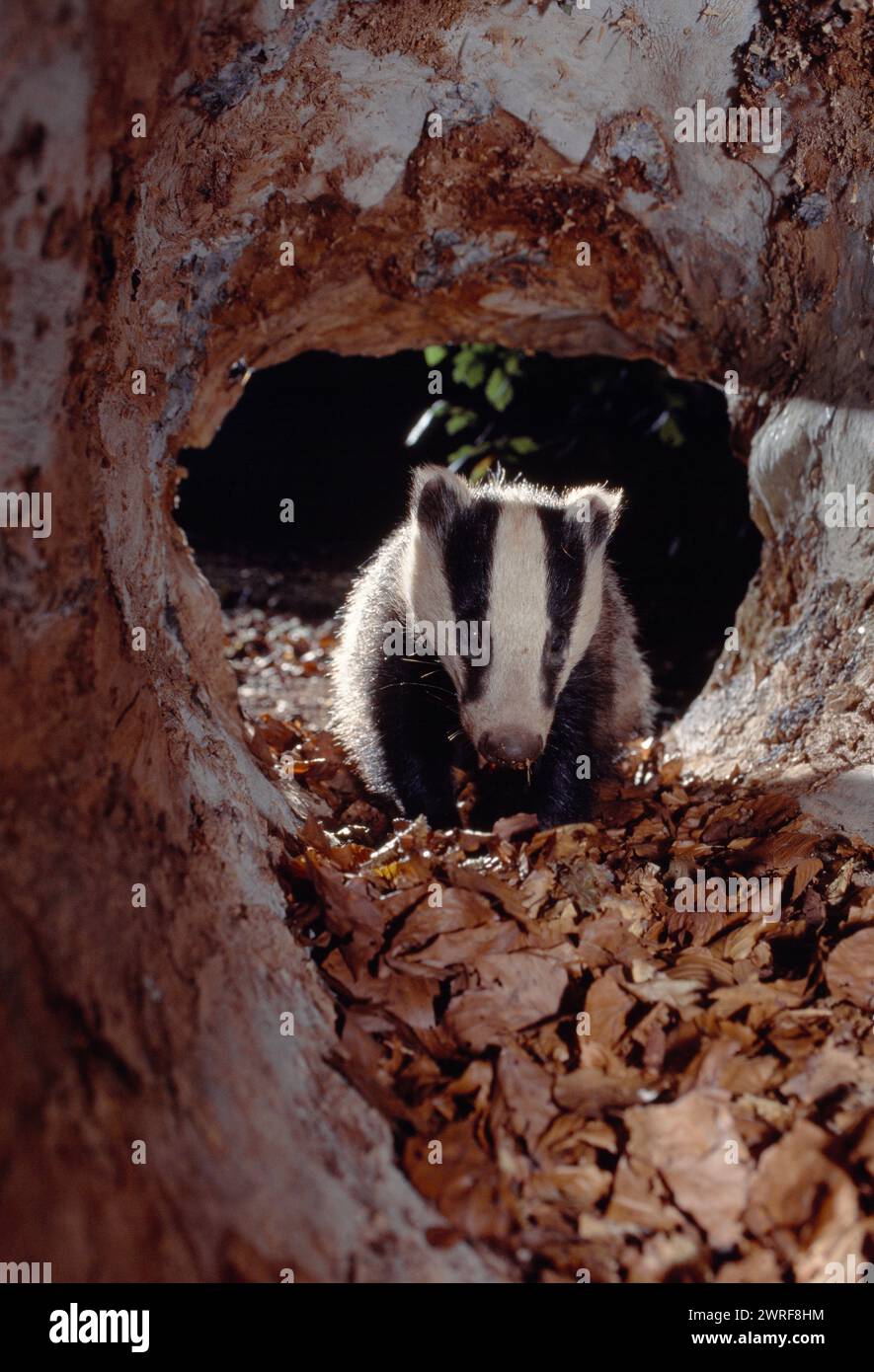 Badger (Meles meles) cub inside hollow log in deciduous woodland, Berwickshire, Scottish Borders, Scotland, June 1998 Stock Photo