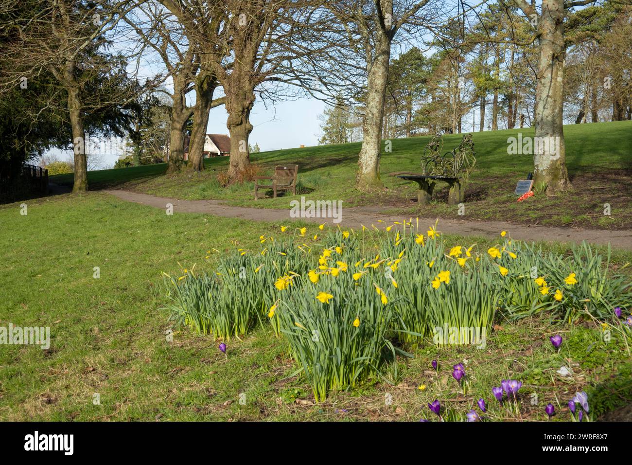 Spring daffodils wild flowers in park on St Giles Hill, Winchester, Hampshire, England, United Kingdom, Europe Stock Photo