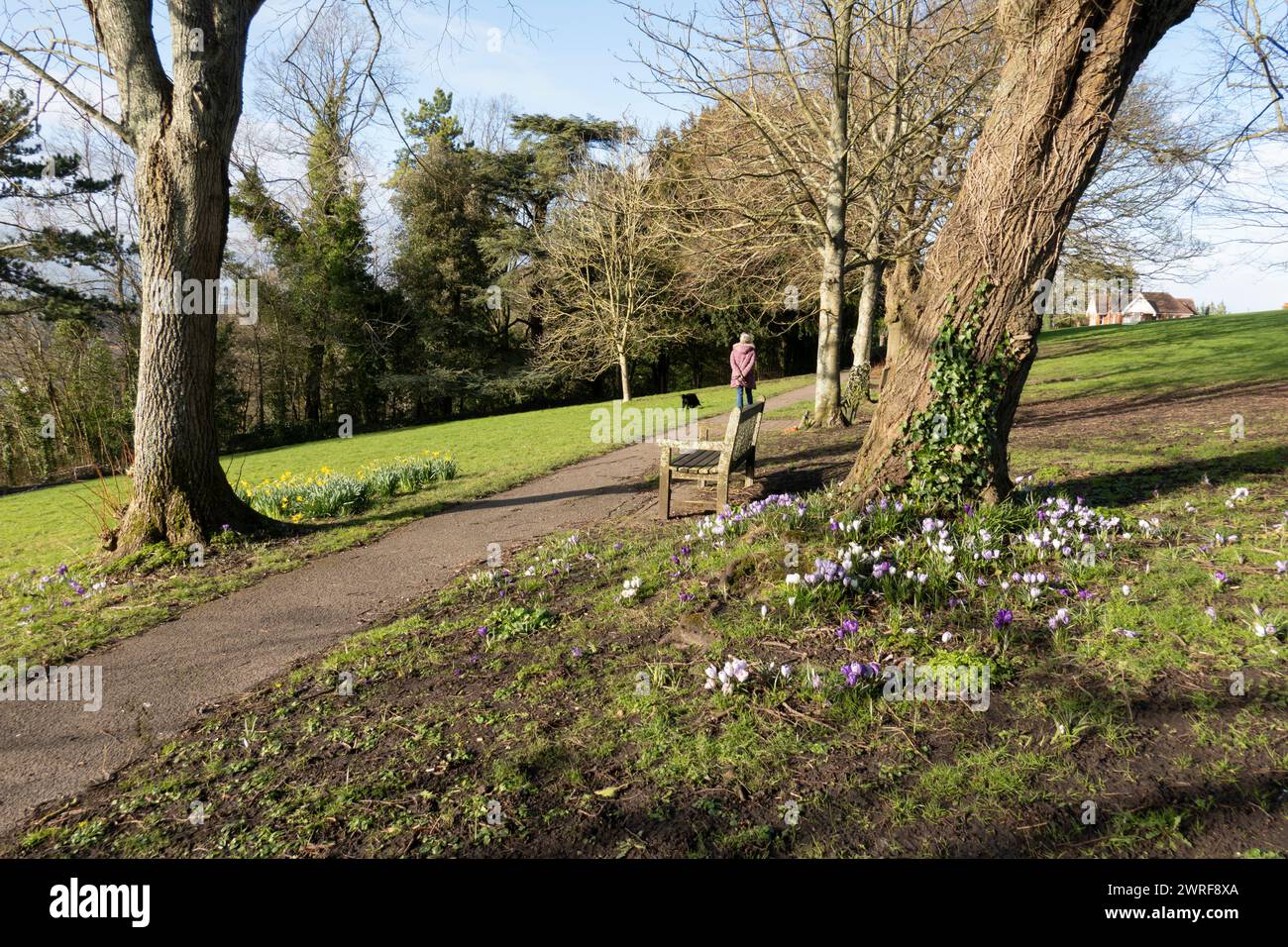 Spring flowers in park on St Giles Hill, Winchester, Hampshire, England, United Kingdom, Europe Stock Photo