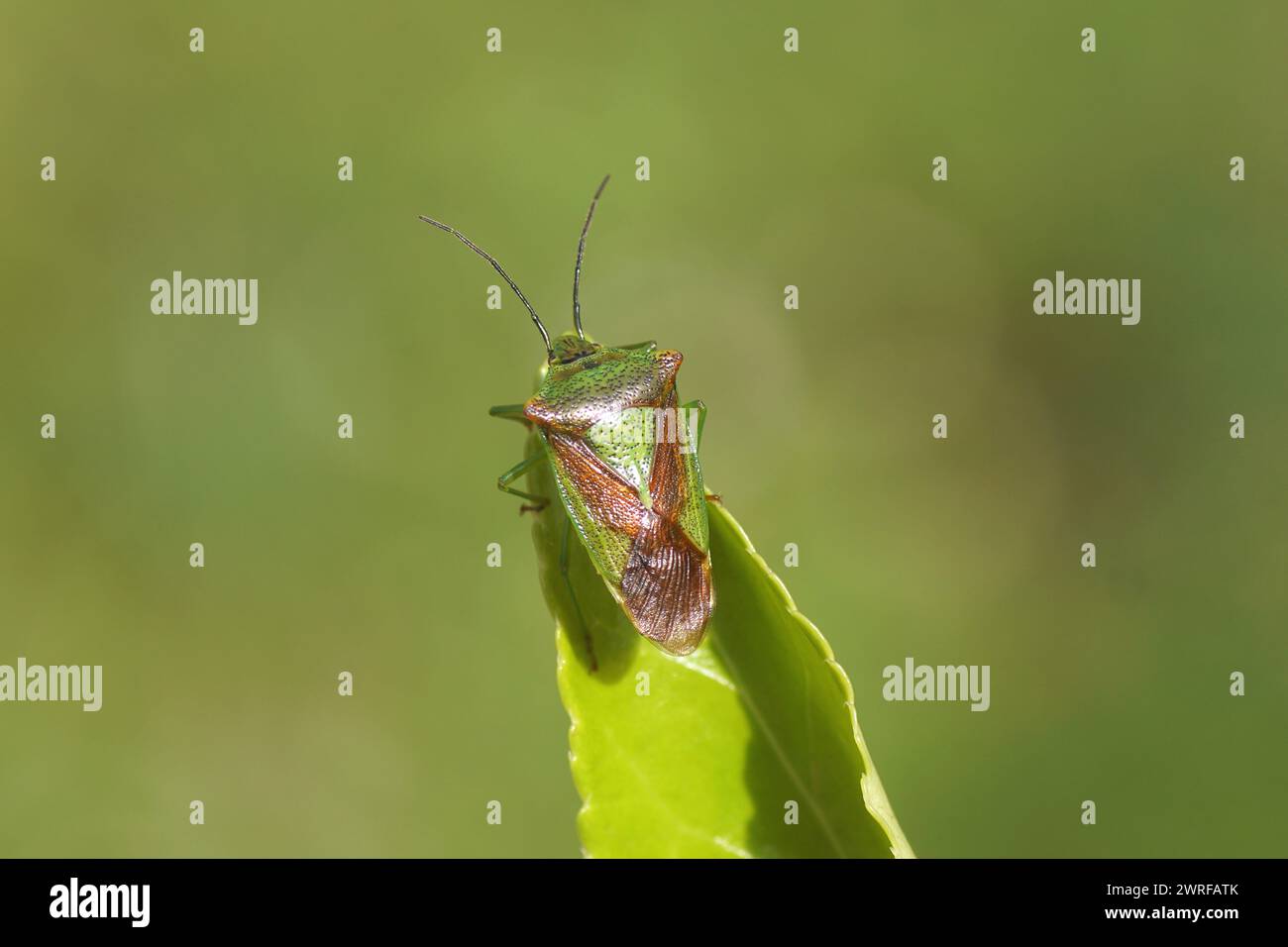 Hawthorn shieldbug (Acanthosoma haemorrhoidale), family ...