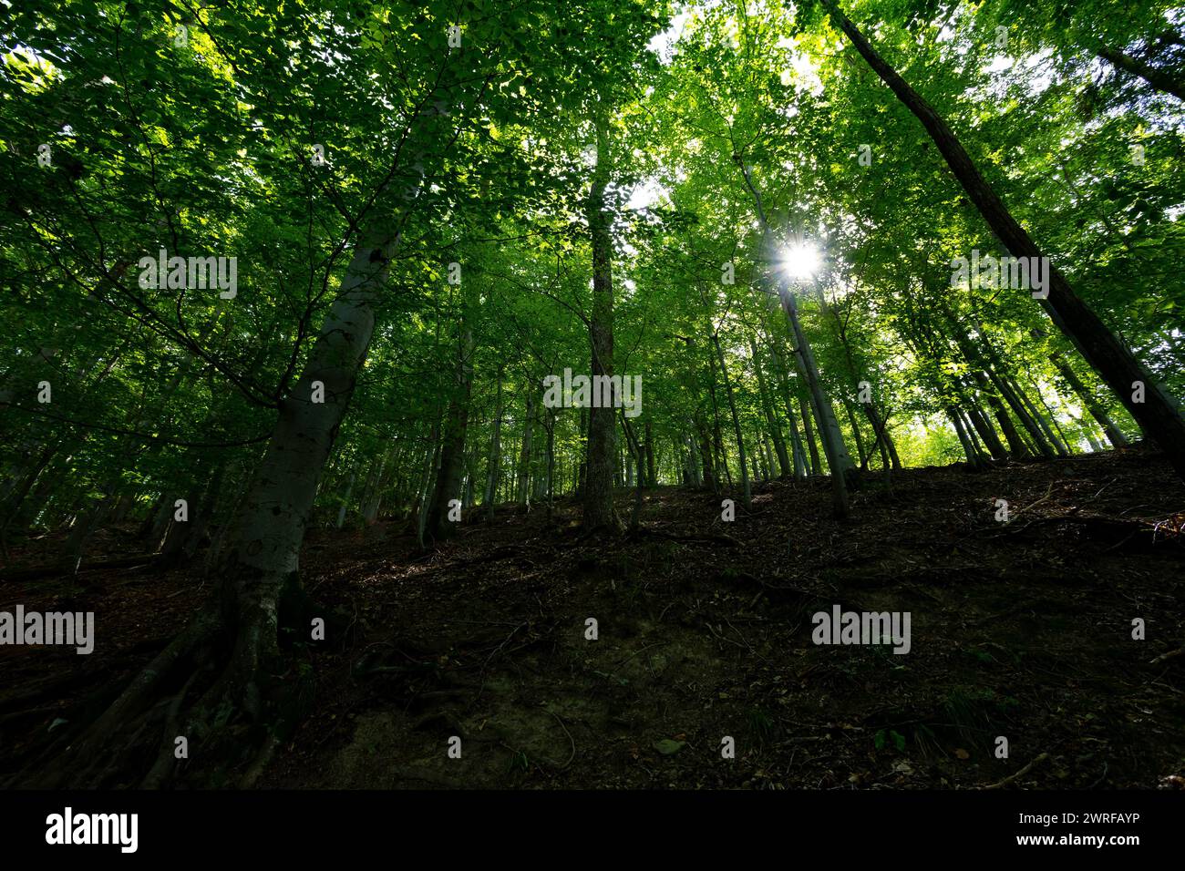 Sun beams through thick trees branches in dense green forest Stock Photo
