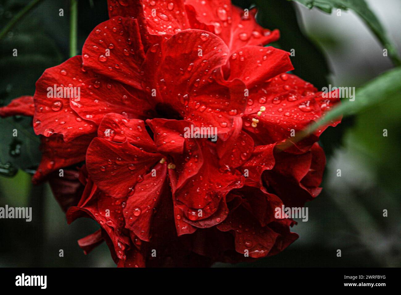 A very beautiful red flower called rose can be very liked by women. Stock Photo