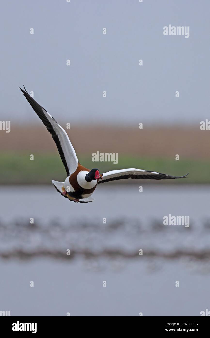 Shell Duck Flying Flying shelduck hi-res stock photography and images - Alamy