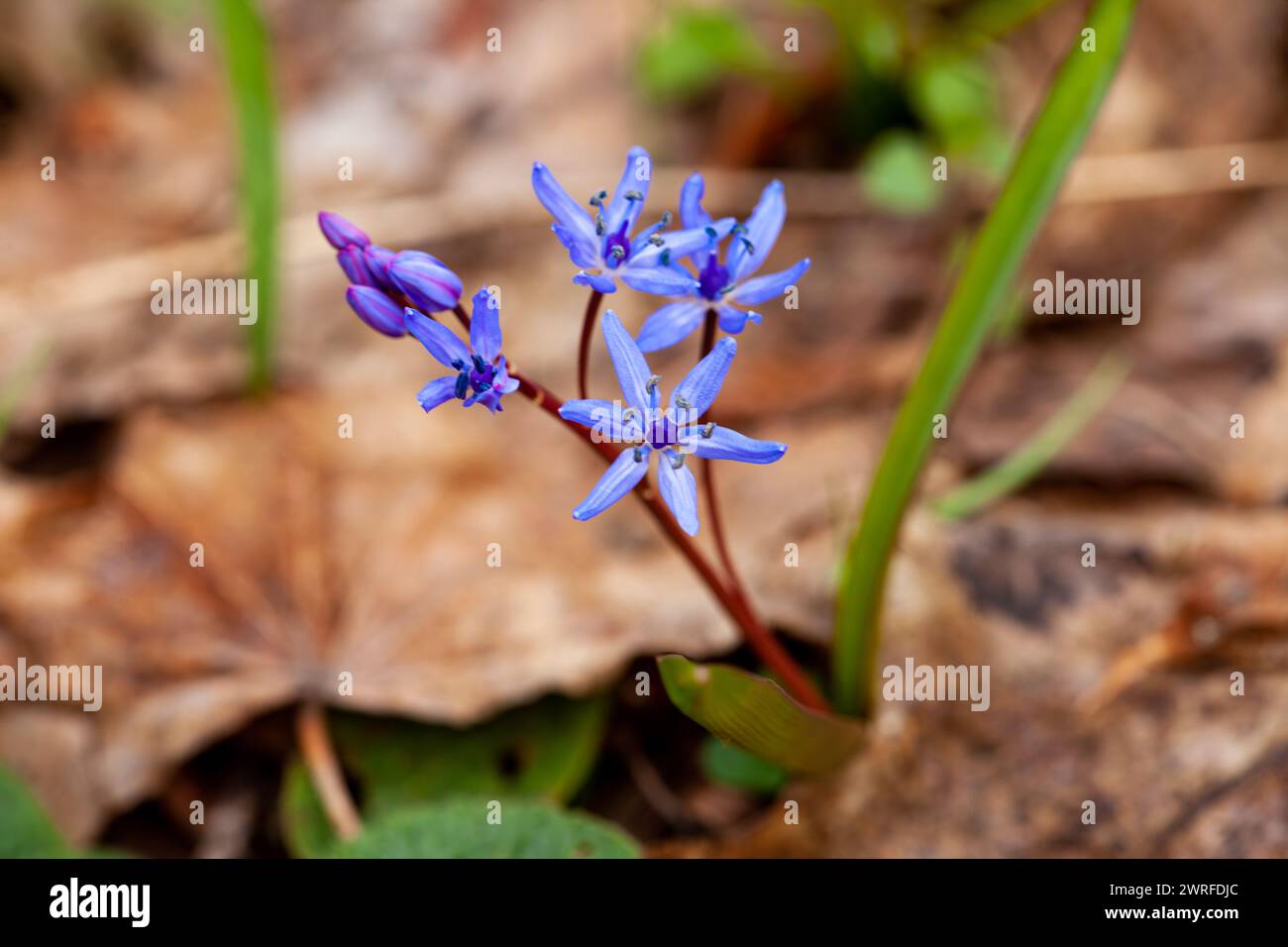 A small terrestrial plant with electric blue petals is blooming in the grass, showcasing the beauty of herbaceous and flowering plants up close Stock Photo