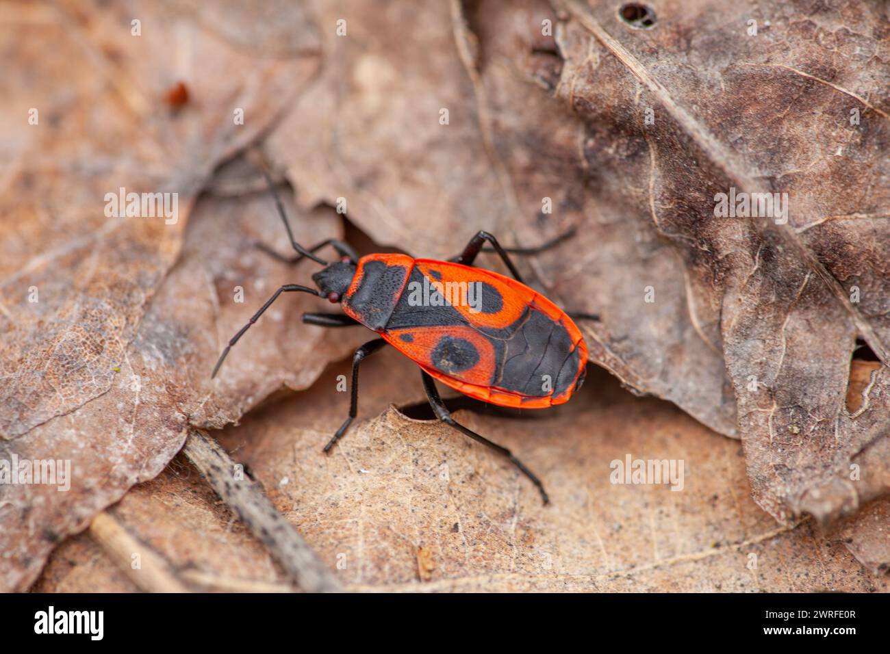 A red beetle, a type of insect and arthropod, is perched on a mound of leaves. It may belong to the family of shield bugs or scentless plant bugs Stock Photo
