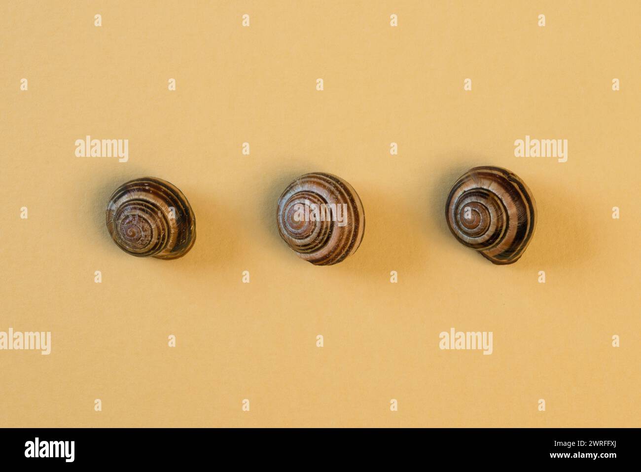 Three banded snail shells in a row on a plain yellow background Stock Photo