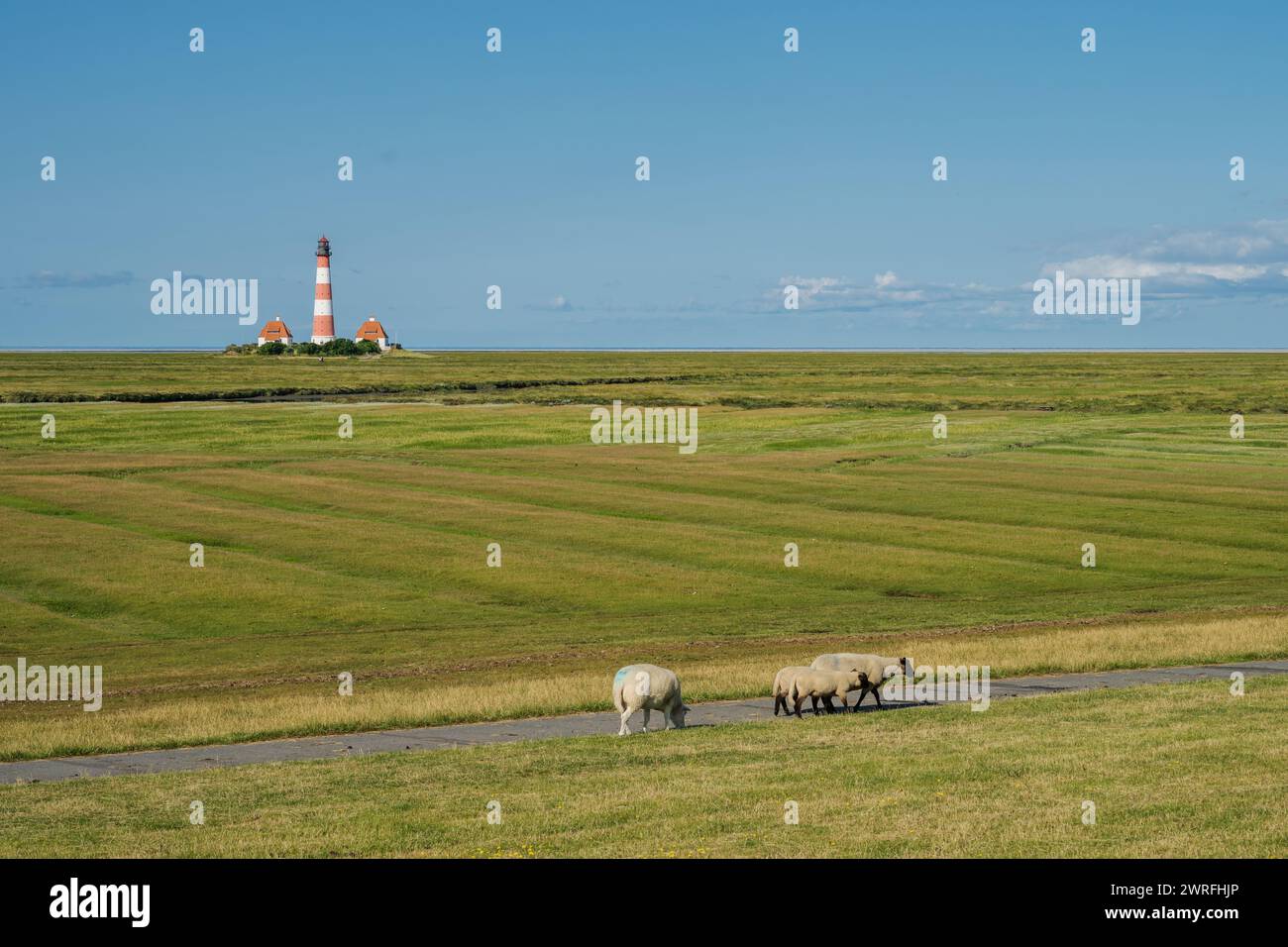 Leuchtturm von Westerhever an der Nordseeküste auf der Halbinsel Eiderstdt in Schleswig-Holstein drei Schafe im Vordergrund Stock Photo
