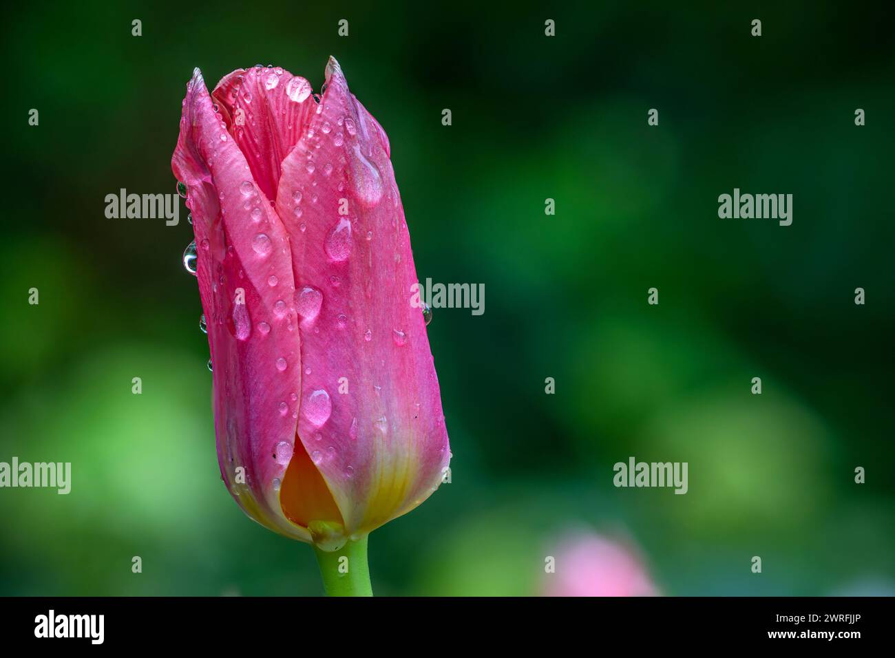 Brighton, March 12th 2024: A tulip covered in rain droplets shelters against the elements after yet another heavy downpour of rain N.B. THIS IS A FOCUS-STACKED IMAGE Stock Photo