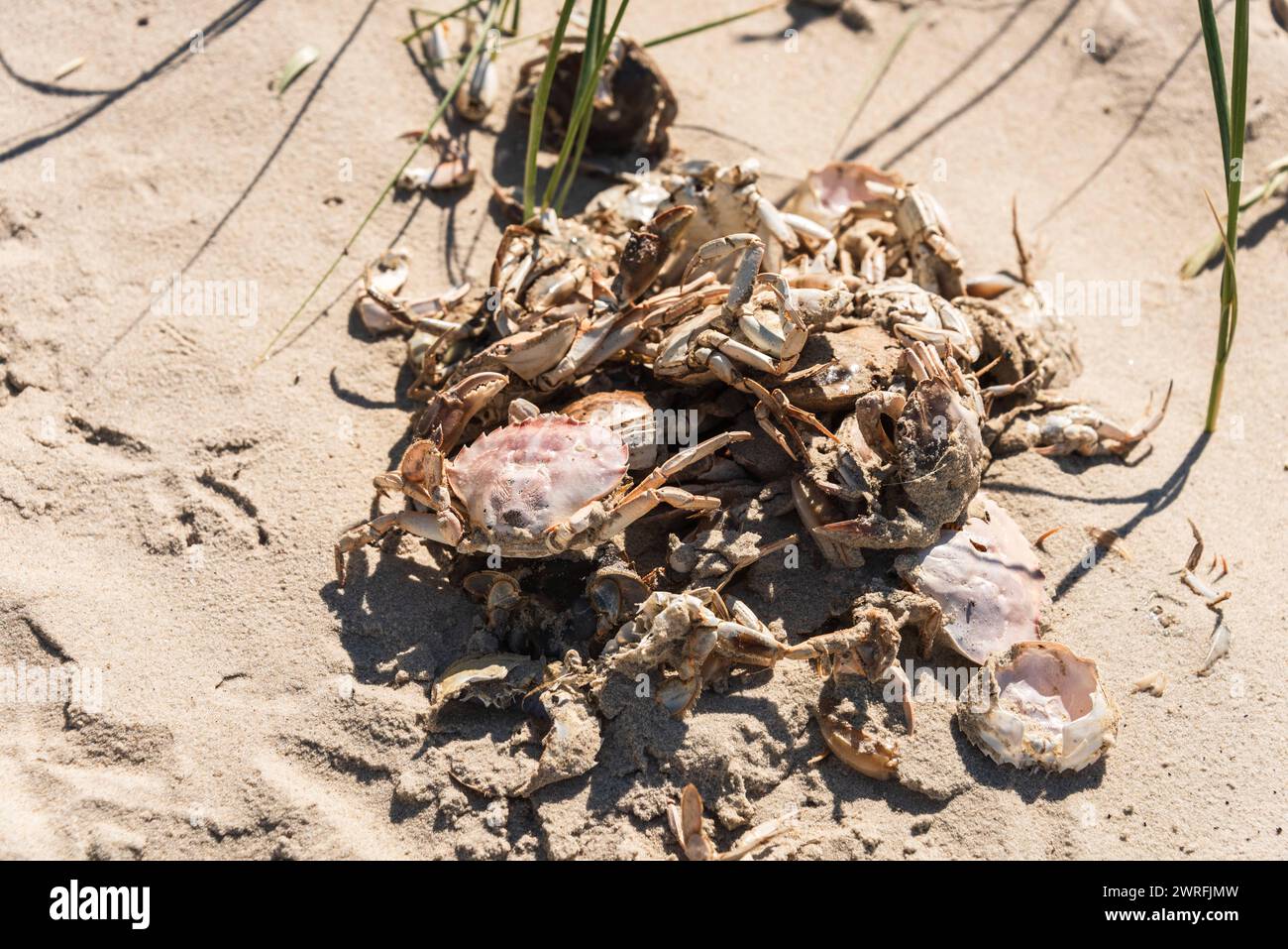 Strandkrabben wechseln ihre Panzer beim Wachstum *** Shore crabs change their shells as they grow Stock Photo