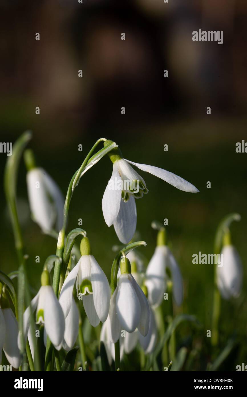Snowdrop flowers in the garden. Shallow depth of field. Stock Photo