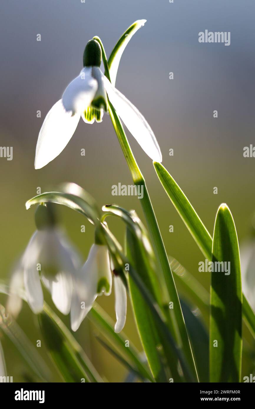 Closeup of snowdrop flowers blooming in spring forest. Shallow depth of field. Galanthus nivalis Stock Photo