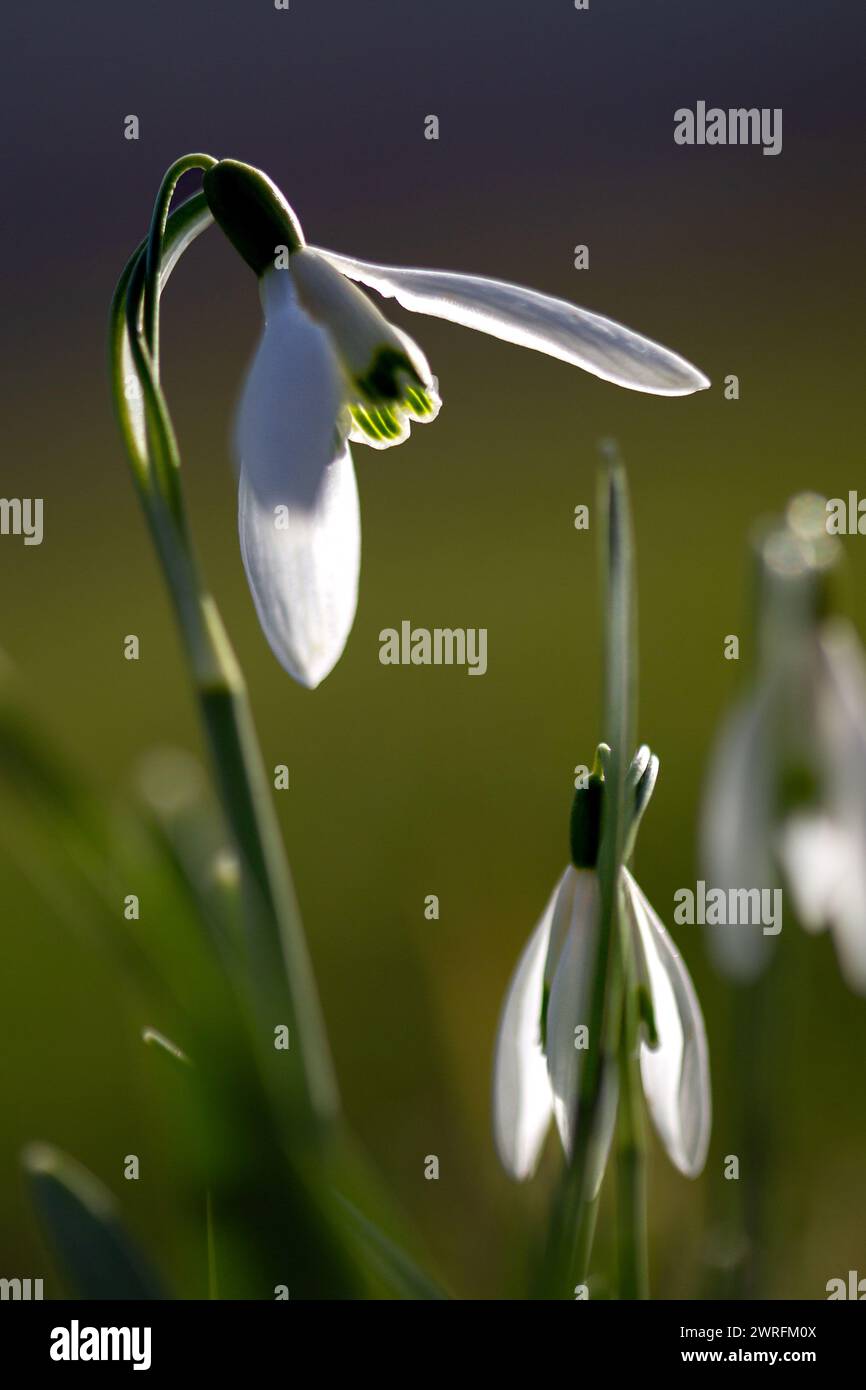 Closeup of snowdrop flowers blooming in spring forest. Shallow depth of field. Galanthus nivalis Stock Photo