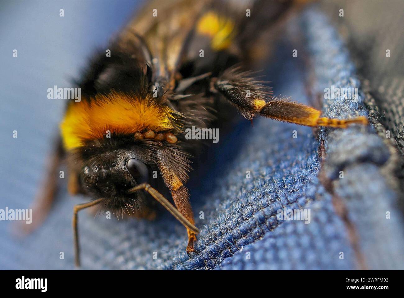 Kinnego, Lough Neagh, Northern Ireland, UK. 12th Mar 2024. UK weather: a mild day with a big swing in temperature - +5C - compared to yesterday. After overnight rain and morning showers becoming dry but grey and cloudy. A white-tailed bee, a bit bedraggled after getting caught out in a rain shower drying on the outside of a photographers camera bag. Credit: CAZIMB/Alamy Live News. Stock Photo