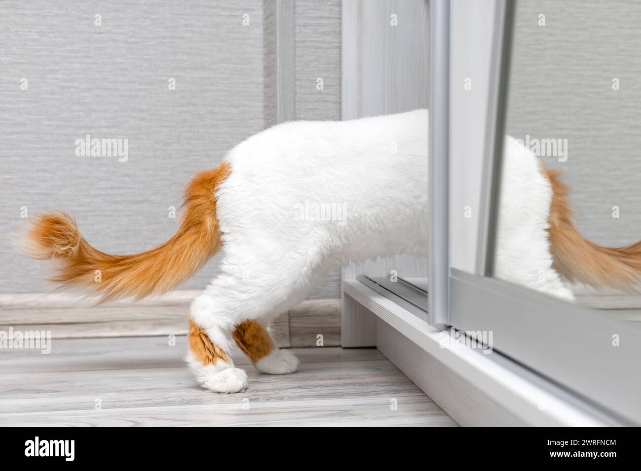 a white cat climbs into a closet compartment. curious cat. cat's tail sticks out from behind the door. cat hiding from people in the closet. High qual Stock Photo