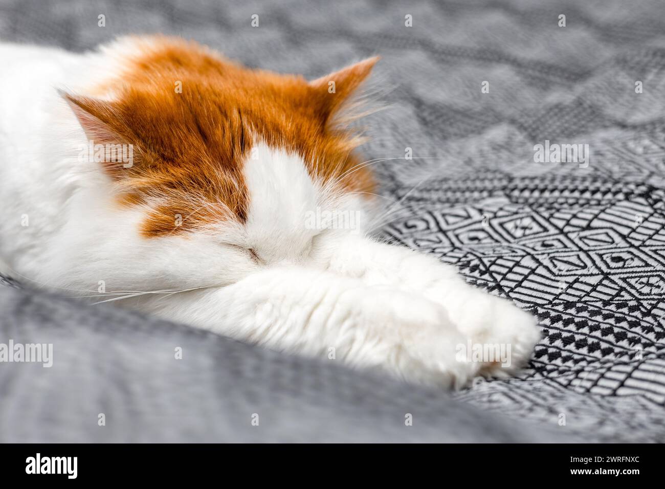 domestic cat in a funny pose lies on the bed. cat sleeps in a funny ...