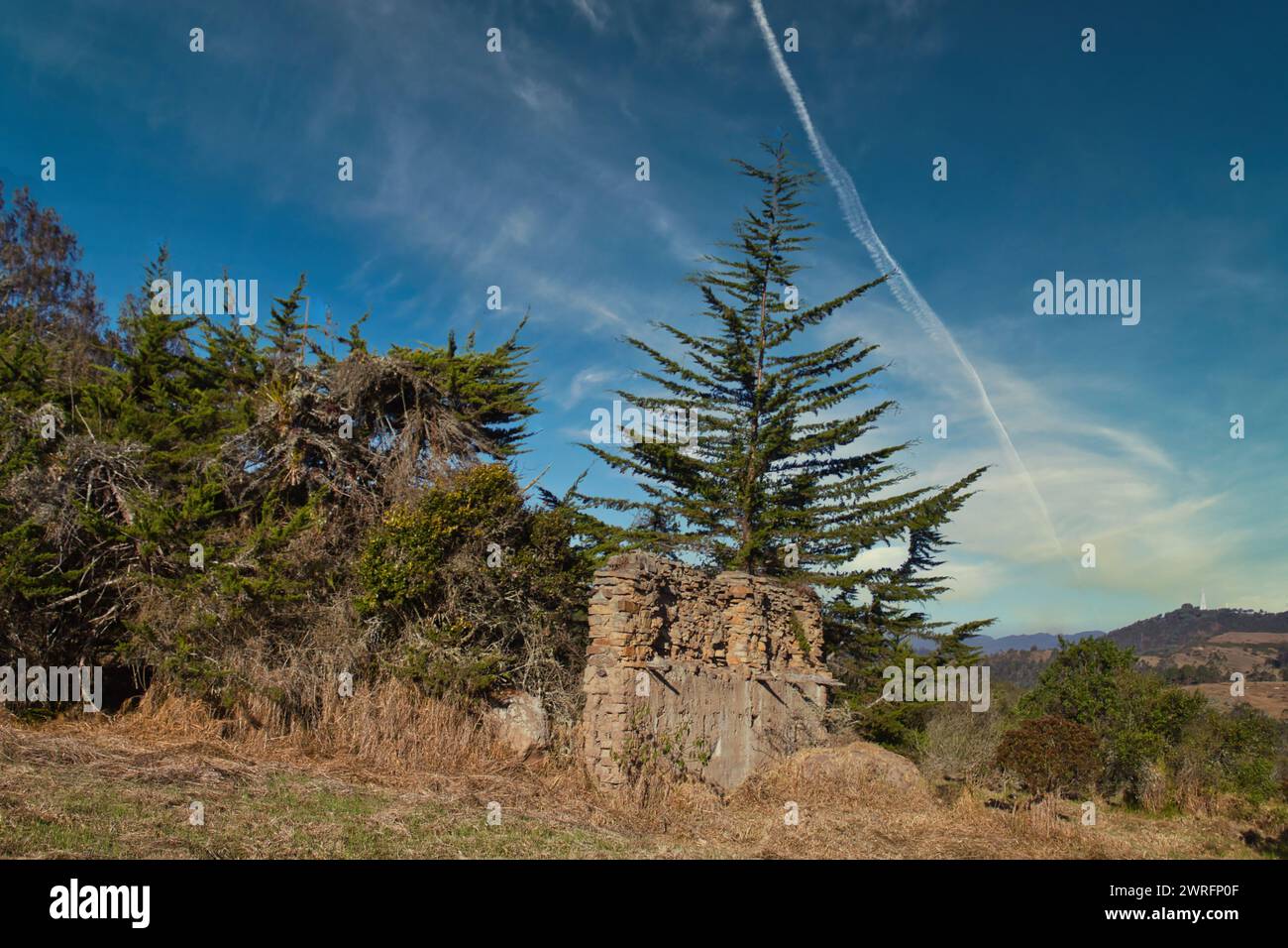 Bosque arbolado arbolado arbolado arbolado hi-res stock photography and ...