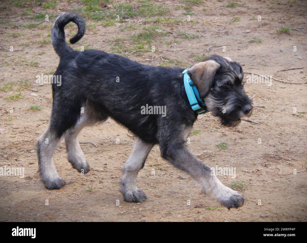 Giant Schnauzer puppy Stock Photo - Alamy