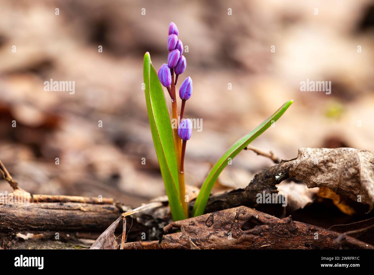 A small purple wildflower, a terrestrial plant, is blooming among the grass and soil. This flowering plant with delicate petals is a herbaceous plant Stock Photo