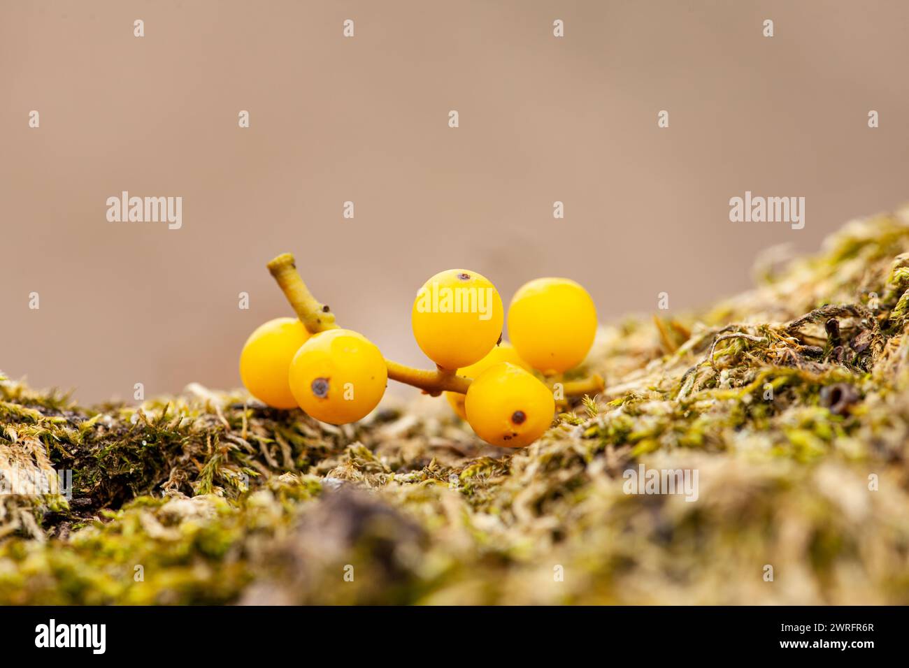 A cluster of yellow berries rests on a bed of moss in a natural landscape. Nearby, arthropods and insects scurry among the plants and twigs Stock Photo