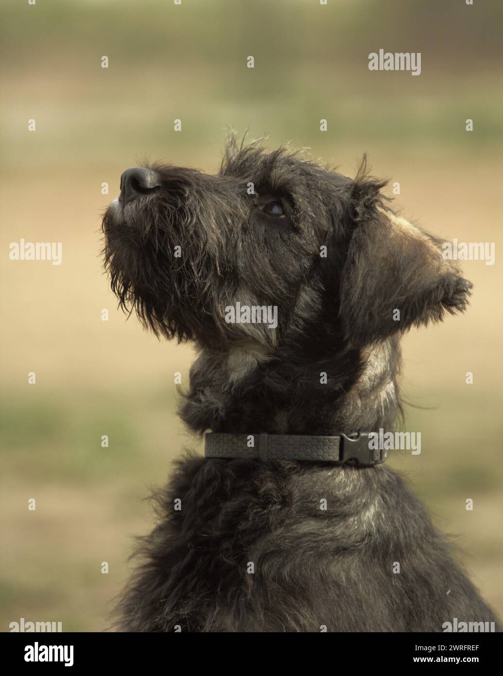 Giant schnauzer puppy hi-res stock photography and images - Alamy