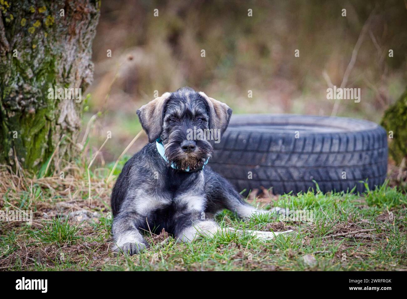 Giant Schnauzer puppy Stock Photo - Alamy